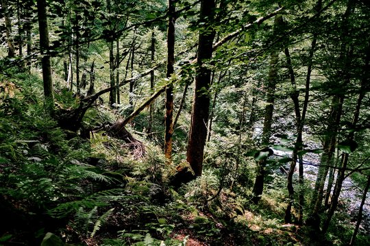 02. Urwald 02. Urwald