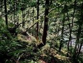 02. Urwald image-54346