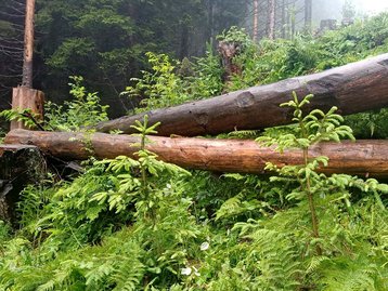 16. Querfällung image-54249