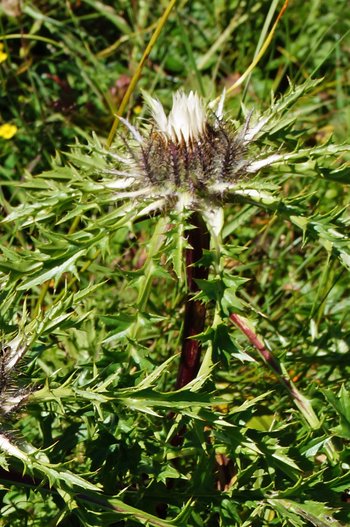 Blumen-Silberdistel-geschlossen-Bregenzerwald-Schroecken-Koerbersee-Mettewanderung-wg-2024-_42_-webbearb