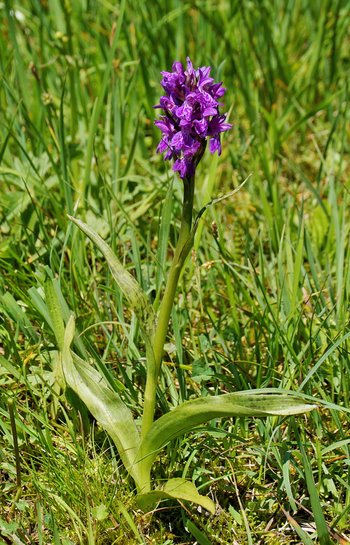 Pflanze-Blume-Breitblaettriges-Knabenkraut-Au-wg-2017-_39_-webbearb