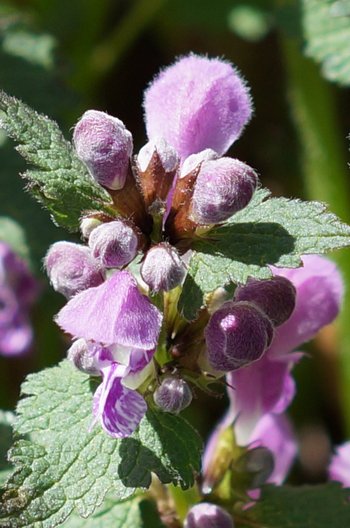 Pflanze-Blume-gefleckte-Taub-Nessel-klein-Bildstein-Schneider-wg-2018-_1_-webbearb