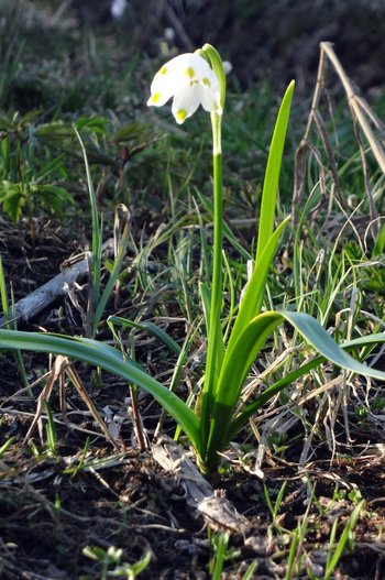 3500198-02-Fruehlingsknotenblume-webbearb