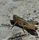 Feldheuschrecke image-89777