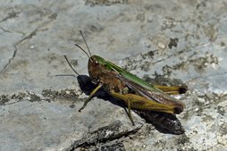 Feldheuschrecke Feldheuschrecke