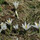03. Frühlings-Krokus image-74714