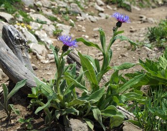 Blume-Bergflockenblume-Freschen-wg-2021-_253_-webbearb