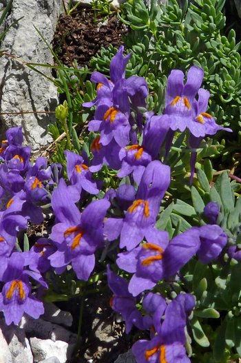 Alpen-Leinkraut-_2_-s-ss-webbearb