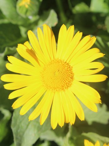 Grossbluetiger-Gemswurz-Warther-Horn-2016-wg-_3_-webbearb