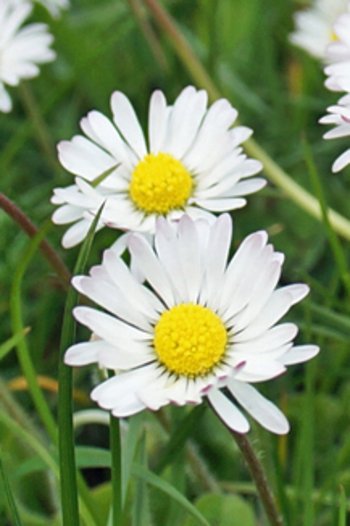 Gaensebluemchen-DSC07484-webbearb