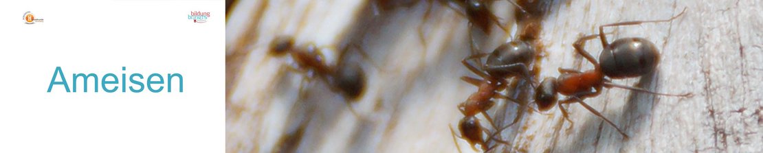 52a_Ameisen-Panorama-quer