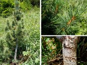 38. Zirbe image-67959