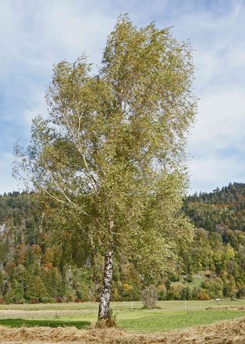 Birke2-HWHH-bearb-Baum