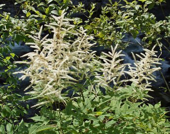 Blume-Waldgeissbart-Kleinwalsertal-Breitachklamm-wg-2018-_23_-webbearb