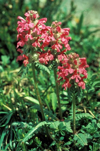 UHVf18_56-quirlblaettriges-Laeusekraut-webbearb