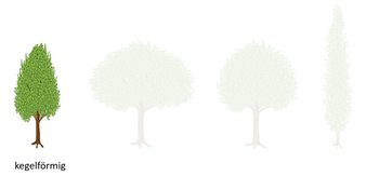 10b-Kronenformen_02-webbearb