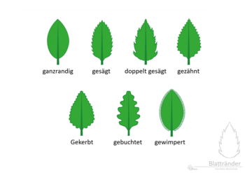 13b_Blattformen_Blattraender