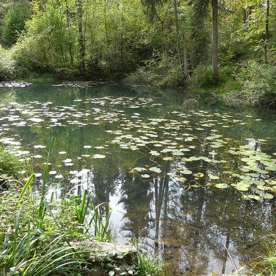 Egelsee - Foto: Reinhard Müller (CC BY-SA 4.0) Egelsee - Foto: Reinhard Müller (CC BY-SA 4.0)