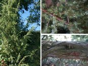 37. Wacholder image-67958