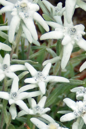 Blume-Edelweiss-Freschengarten-wg-2013-webbearb