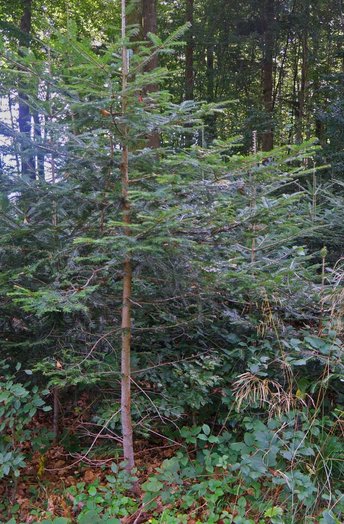 Tanne1-HHH-Baum