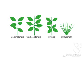 13d_Blattformen_Blattanordnung