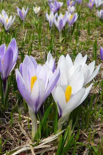 UHVf18_04-Kroku-_2_-webbearb