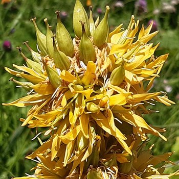 Gelber-Enzan-Bluete_1-am-2020-webbearb