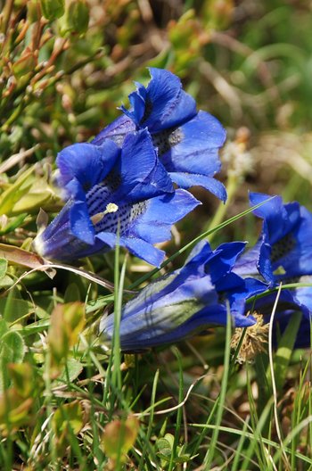 Enzian_1-am-2020-webbearb