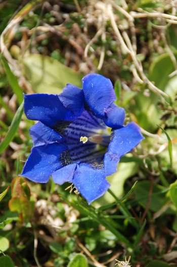 Enzian_Bluete-am-2020-webbearb