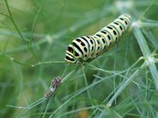 Raupe (klein und sehr groß) image-63368