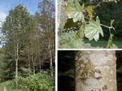 11. Elsbeere image-67930