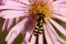 Gemeine Feldschwebfliege  Gemeine Feldschwebfliege