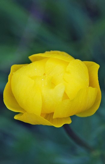 Blumen-Trollblume_Bluete-am-2020-_3_-webbearb