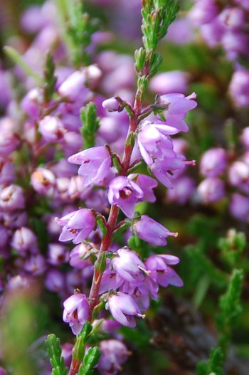 Erika_Bluete_5-am-2020-webbearb