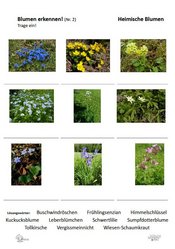 ABL_Blumen_erkennen_2