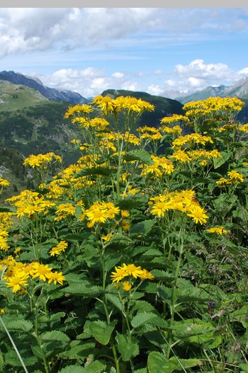 Alpen-Kreuzkraut_1-am-2020-webbearb