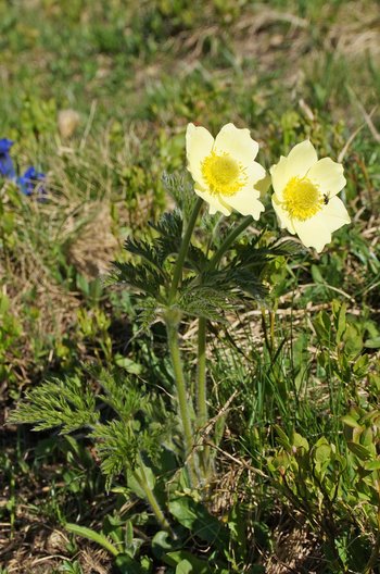 Blume-Alpenkuhschelle-Montafon-Versallspitze-Wiegensee-wg-2019-_25_-webbearb