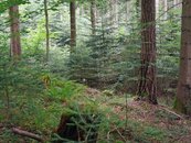 09. Dauerwald image-54328