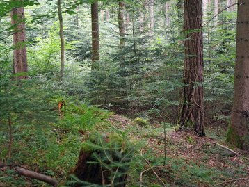 09. Dauerwald image-54240