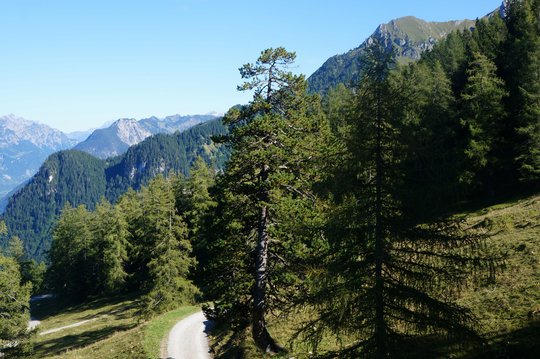 11. Nadelwald 11. Nadelwald