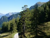 11. Nadelwald image-54356