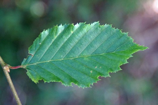 Blatt einer Hainbuche