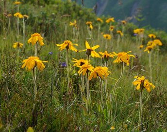 Pflanzen-Blumen-Arnika-Montafon-Schruns-Hochhjoch-wg-2022-_60_-webbearb