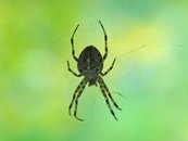 Kreuzspinne image-56835