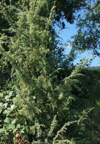 Wacholder-Baum